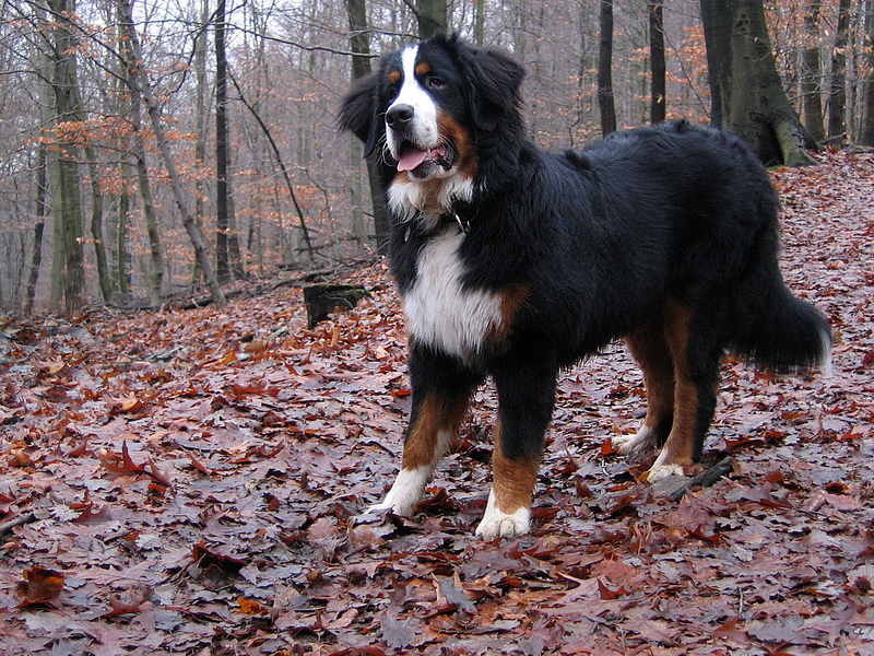 Anton     img 0627_BildgrÃ¶ÃŸe Ã¤ndern.jpg